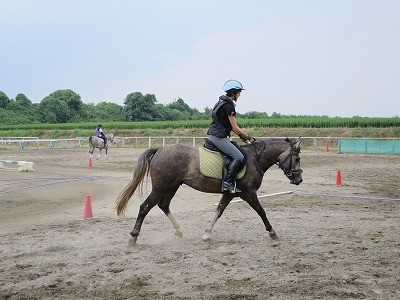 乗用馬生産