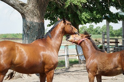 良い馬とパートナーになれる