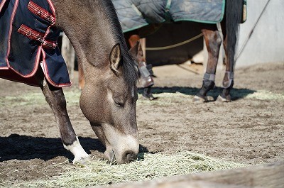 冬もあったか乗馬