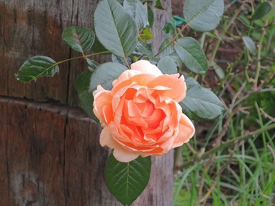 乗馬クラブのバラ
