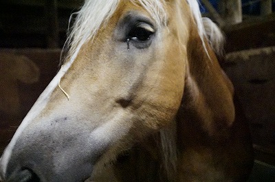 馬も泣く