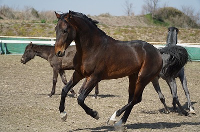 喜びの馬