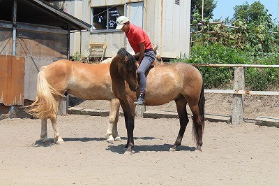 馬との信頼関係