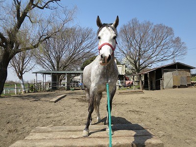 馬の気持ち