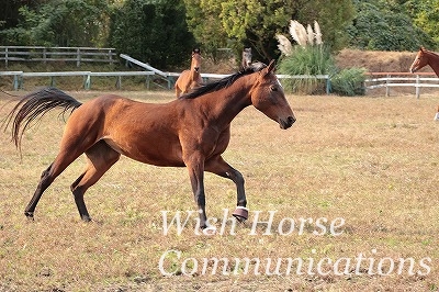 喜んで走る馬