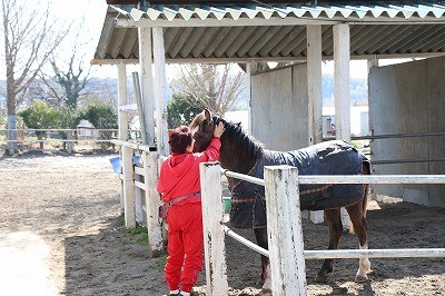 甘える仔馬