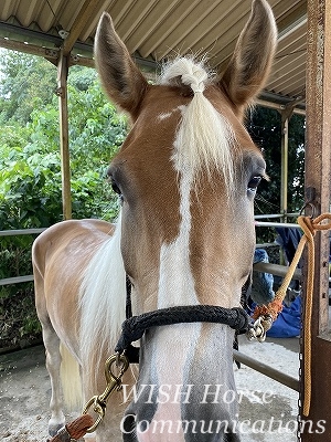 馬の行動心理学