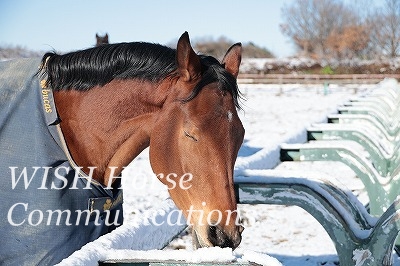 雪を食べる馬