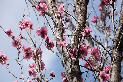 桃の花