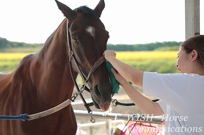 優しい手入れを喜ぶ馬