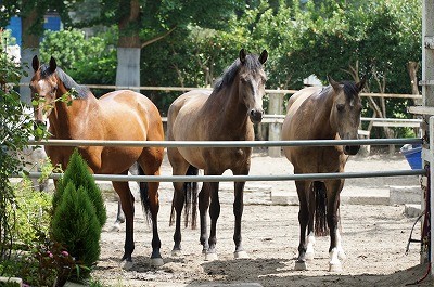 馬との会話