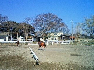 馬もよくおやすみ♪