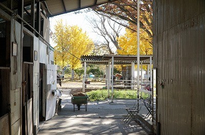 ウィッシュの厩舎から