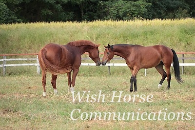 馬のコミュニケーション