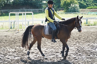 馬とコミュニケーションを