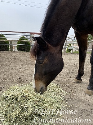 ハッピーコミュニケーション乗馬