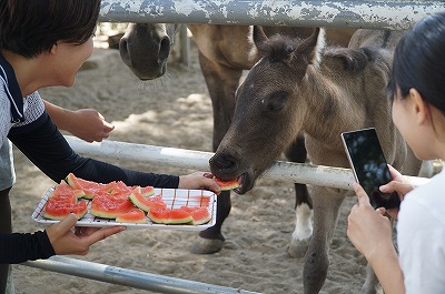 馬はスイカが大好きだから！