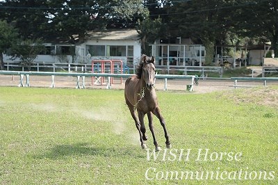 馬の意見を大切にする