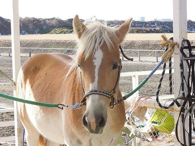 素敵な馬具ショップ