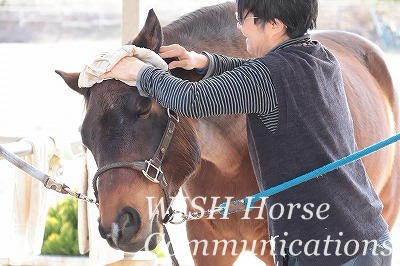 乗馬　コミュニケーション