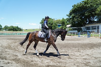 馬と人みんなが幸せになれるように