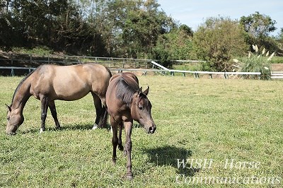 天高く馬肥える秋