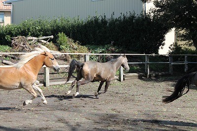 はしゃぐ馬達
