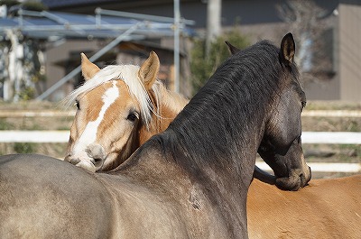 馬を馬らしく健康に管理する