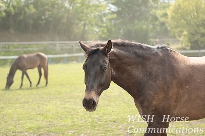 馬の表情