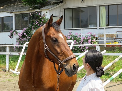 馬と人との美しい関係