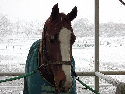 乗馬クラブの雪景色ｉｎ取手