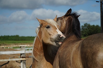 生き生きとした馬