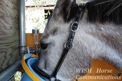特製の可愛い馬たち