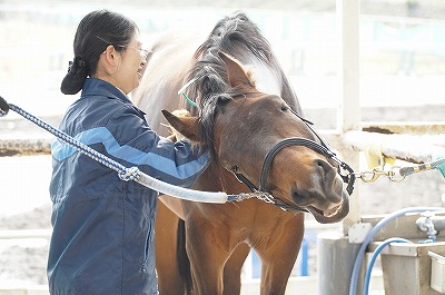 馬と共にある幸せ