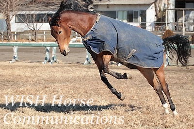 遊ぶ馬