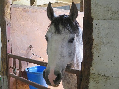 新馬調教の方法