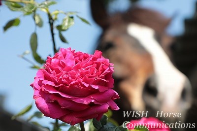 薔薇と馬