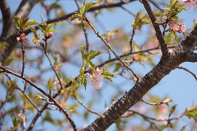 河津桜