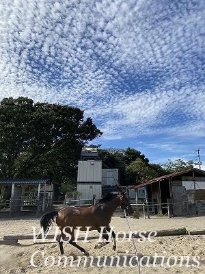 馬と青空