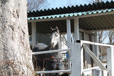 タレ目の可愛い馬