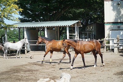 理性的な人が育てれば、馬は理性的に成長する