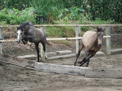 馬の飛越姿勢