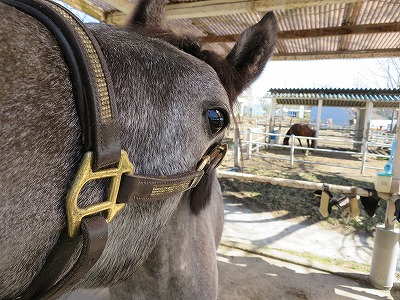 馬と仲良しになりたい可愛い馬が待っている