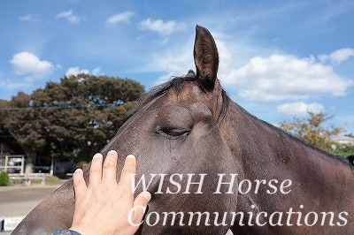 喜ぶ馬