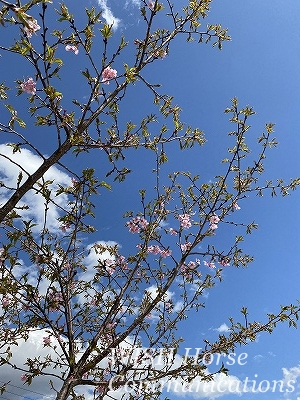 河津桜