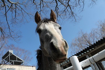 タレ目の馬