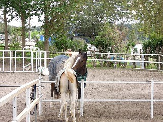夢の乗馬クラブを作りたい