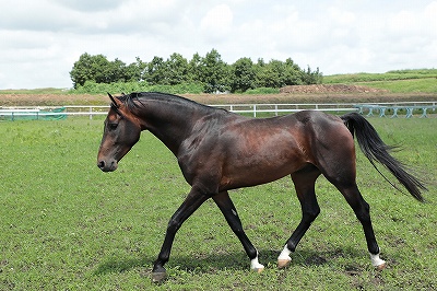 気ままに遊ぶ馬