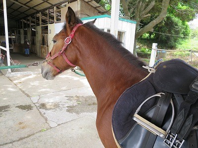 新馬調教　馬装時にリラックスしていられるように