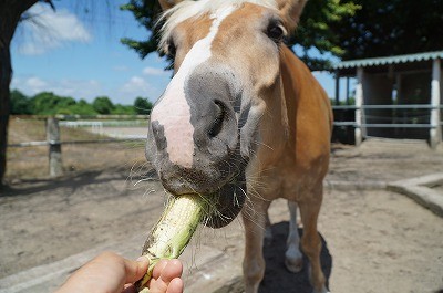 楽しい馬とのふれあい